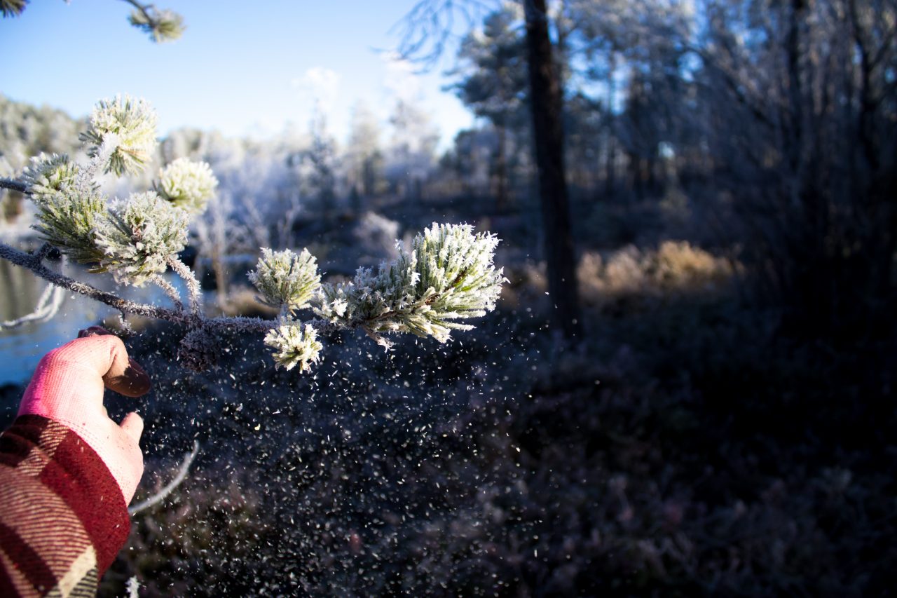 Snow dusting, formation of experience