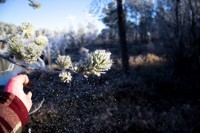 Snow dusting, formation of experience