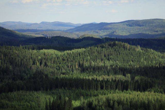 koli-northkarelia-pohjoiskarjala-harritarvainen